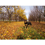 Zdjęcia użytkowników Alcatel One Touch Idol