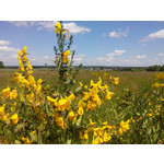 Zdjęcia użytkowników Alcatel One Touch Idol