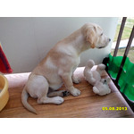 Zdjęcia użytkowników Alcatel One Touch Idol