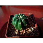 Zdjęcia użytkowników Alcatel One Touch Idol