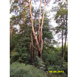 Zdjęcia użytkowników Alcatel One Touch Idol