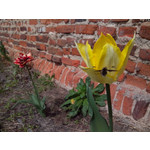 Zdjęcia użytkowników Alcatel One Touch Star 6010D