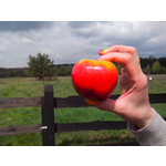 Zdjęcia użytkowników Alcatel One Touch Star 6010D