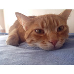 Zdjęcia użytkowników Alcatel One Touch X'Pop