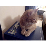 Zdjęcia użytkowników Alcatel One Touch X'Pop