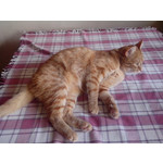 Zdjęcia użytkowników Alcatel One Touch X'Pop