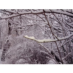 Zdjęcia użytkowników Alcatel One Touch X'Pop