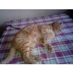 Zdjęcia użytkowników Alcatel One Touch X'Pop