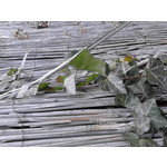 Zdjęcia użytkowników Alcatel OT 918 Hello Kitty