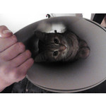 Zdjęcia użytkowników Alcatel OT 918 Hello Kitty