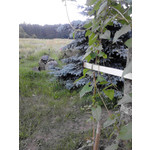 Zdjęcia użytkowników Alcatel OT 991D Smart Zdjęcia użytkowników Alcatel OT 991D Smart