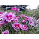 Zdjęcia użytkowników Alcatel OT 991D Smart Zdjęcia użytkowników Alcatel OT 991D Smart