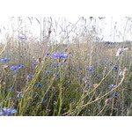 Zdjęcia użytkowników Alcatel OT 991D Smart Zdjęcia użytkowników Alcatel OT 991D Smart