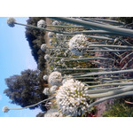 Zdjęcia użytkowników Alcatel OT 991D Smart Zdjęcia użytkowników Alcatel OT 991D Smart