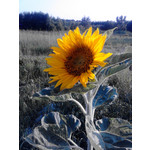 Zdjęcia użytkowników Alcatel OT 991D Smart Zdjęcia użytkowników Alcatel OT 991D Smart