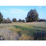 Zdjęcia użytkowników Alcatel OT 991D Smart Zdjęcia użytkowników Alcatel OT 991D Smart