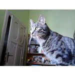 Zdjęcia użytkowników Alcatel OT 991D Smart Zdjęcia użytkowników Alcatel OT 991D Smart