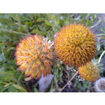 Zdjęcia użytkowników Alcatel OT 993D