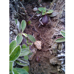 Zdjęcia użytkowników Alcatel OT 993D