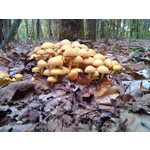 Zdjęcia użytkowników Alcatel OT 993D