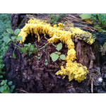 Zdjęcia użytkowników Alcatel OT 993D