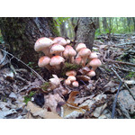 Zdjęcia użytkowników Alcatel OT 993D