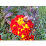 Zdjęcia użytkowników Alcatel OT 993D