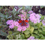 Zdjęcia użytkowników Alcatel OT 993D