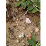 Zdjęcia użytkowników Alcatel OT 993D