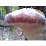 Zdjęcia użytkowników Alcatel OT 993D