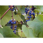 Zdjęcia użytkowników Alcatel OT 993D