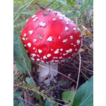 Zdjęcia użytkowników Alcatel OT 993D