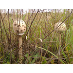 Zdjęcia użytkowników Alcatel OT 993D