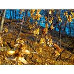 Zdjęcia użytkowników Alcatel OT 993D