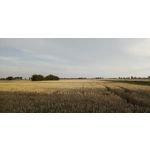 Zdjęcia użytkowników Allview A9 Plus