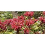 Zdjęcia użytkowników Allview A9 Plus