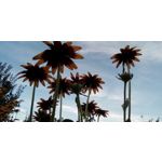 Zdjęcia użytkowników Allview A9 Plus