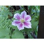 Zdjęcia użytkowników Allview A9 Plus