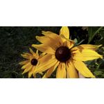 Zdjęcia użytkowników Allview A9 Plus