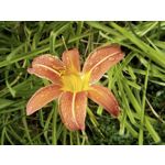 Zdjęcia użytkowników Allview A9 Plus