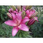 Zdjęcia użytkowników Allview A9 Plus