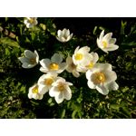 Zdjęcia użytkowników Allview P8 Energy Pro Zdjęcia użytkowników Allview P8 Energy Pro