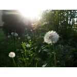 Zdjęcia użytkowników Allview P8 Energy Pro Zdjęcia użytkowników Allview P8 Energy Pro