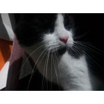 Zdjęcia użytkowników Allview P8 Energy Pro Zdjęcia użytkowników Allview P8 Energy Pro