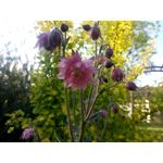 Zdjęcia użytkowników Allview P8 Energy Pro Zdjęcia użytkowników Allview P8 Energy Pro