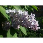 Zdjęcia użytkowników Allview P8 Energy Pro Zdjęcia użytkowników Allview P8 Energy Pro