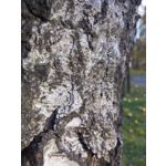 Zdjęcia użytkowników Allview V1 Viper I