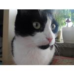 Zdjęcia użytkowników Allview V1 Viper i4G Zdjęcia użytkowników Allview V1 Viper i4G