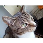 Zdjęcia użytkowników Allview V1 Viper i4G Zdjęcia użytkowników Allview V1 Viper i4G