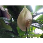 Zdjęcia użytkowników Allview V1 Viper i4G Zdjęcia użytkowników Allview V1 Viper i4G